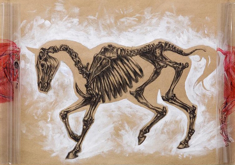 Traditional mixed media of a horse skeleton drawn in charcoal on brown paper. On either side of the paper are transparent sheets with the horse's musculature drawn in fine-point ink. The sheets can be overlaid on top of the charcoal skeleton drawing.