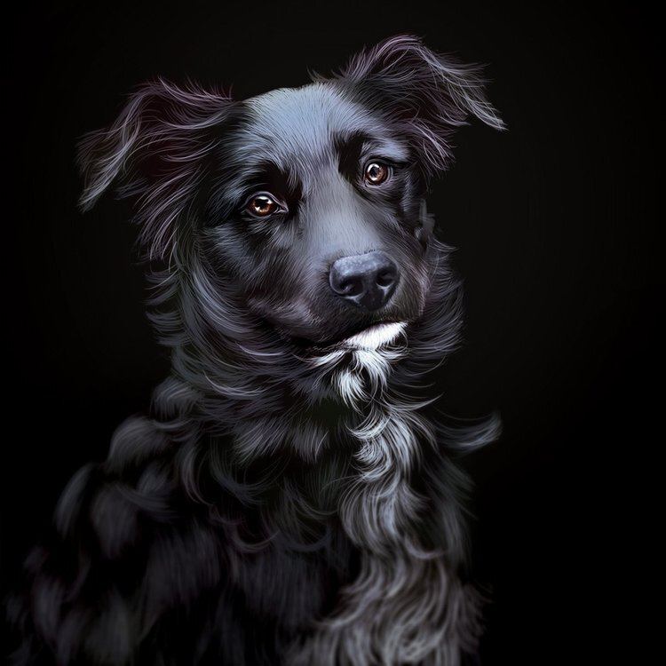 A digital portrait of a black border collie mix on a black background. The background accentuates the subtle bur brilliant colors in the dog's fur.